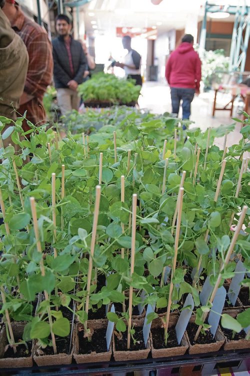 Canstar Community News The University of Winnipeg biology department's annual plant giveaway. (EVA WASNEY/CANSTAR COMMUNITY NEWS/METRO)