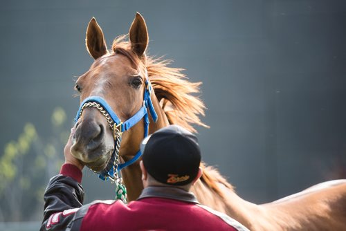 MIKAELA MACKENZIE / WINNIPEG FREE PRESS
Trainer Juan Pablo Silva with horse Hot Rodin at the Assiniboia Downs in Winnipeg on Thursday, May 23, 2019. For George Williams story.
Winnipeg Free Press 2019.