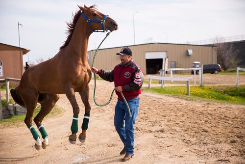 MIKAELA MACKENZIE / WINNIPEG FREE PRESS
Trainer Juan Pablo Silva with horse Hot Rodin at the Assiniboia Downs in Winnipeg on Thursday, May 23, 2019. For George Williams story.
Winnipeg Free Press 2019.