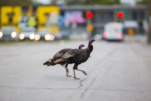 MIKAELA MACKENZIE / WINNIPEG FREE PRESS
Two wild turkeys cross McPhillips Street near Notre Dame Avenue in Winnipeg on Friday, May 24, 2019.  Standup.
Winnipeg Free Press 2019.