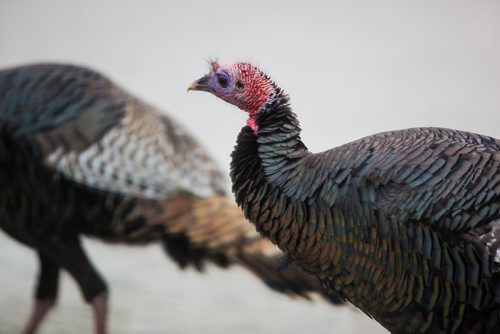 MIKAELA MACKENZIE / WINNIPEG FREE PRESS
Two wild turkeys cross McPhillips Street near Notre Dame Avenue in Winnipeg on Friday, May 24, 2019.  Standup.
Winnipeg Free Press 2019.