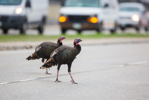 MIKAELA MACKENZIE / WINNIPEG FREE PRESS
Two wild turkeys cross McPhillips Street near Notre Dame Avenue in Winnipeg on Friday, May 24, 2019.  Standup.
Winnipeg Free Press 2019.