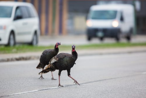 MIKAELA MACKENZIE / WINNIPEG FREE PRESS
Two wild turkeys cross McPhillips Street near Notre Dame Avenue in Winnipeg on Friday, May 24, 2019.  Standup.
Winnipeg Free Press 2019.