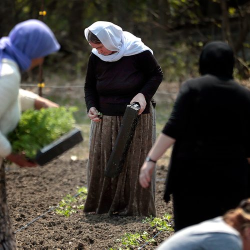 PHIL HOSSACK / WINNIPEG FREE PRESS -  Adol Alyas  drops seedlings into rows to be planted at a Yazidi Community Garden near St Francis Xavier Tuesday afternoon. Carol Sanders story. - May 28, 2019.