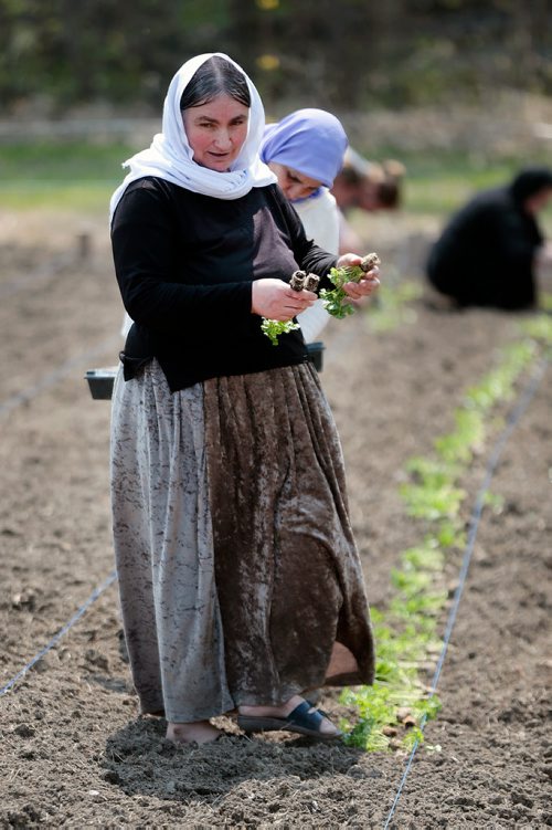 PHIL HOSSACK / WINNIPEG FREE PRESS - Adol Alyas  drops seedlings into rows to be planted at a Yazidi Community Garden near St Francis Xavier Tuesday afternoon. Carol Sanders story. - May 28, 2019.