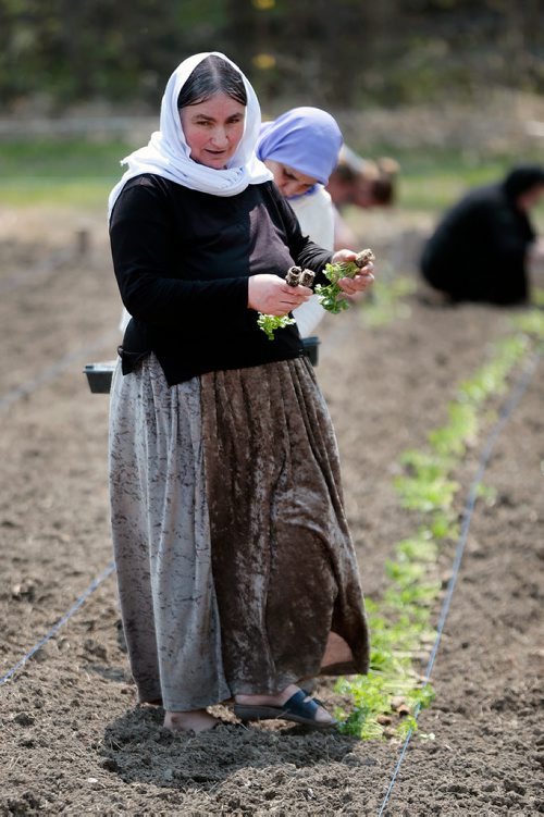 PHIL HOSSACK / WINNIPEG FREE PRESS - Adol Alyas drops seedlings into rows to be planted at a Yazidi Community Garden near St Francis Xavier Tuesday afternoon. Carol Sanders story. - May 28, 2019.