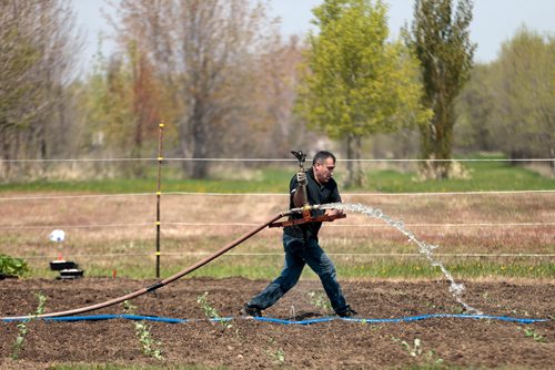 PHIL HOSSACK / WINNIPEG FREE PRESS - Men assemble and connect an irrigations system at a Yazidi Community Garden near St Francis Xavier Tuesday afternoon. Carol Sanders story. - May 28, 2019.