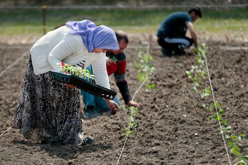 PHIL HOSSACK / WINNIPEG FREE PRESS - Rahlim Rafo (left)  drops seedlings into rows to be planted at a Yazidi Community Garden near St Francis Xavier Tuesday afternoon. Carol Sanders story. - May 28, 2019.