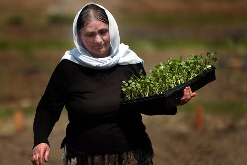 PHIL HOSSACK / WINNIPEG FREE PRESS - Adol Alyas  carries seedlings into rows to be planted at a Yazidi Community Garden near St Francis Xavier Tuesday afternoon. Carol Sanders story. - May 28, 2019.