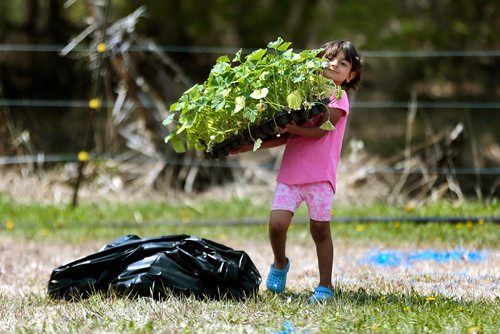 PHIL HOSSACK / WINNIPEG FREE PRESS - Birihan Elias (4) proudly carries a tray of seedlings to rows to be planted at a Yazidi Community Garden near St Francis Xavier Tuesday afternoon. Carol Sanders story. - May 28, 2019.