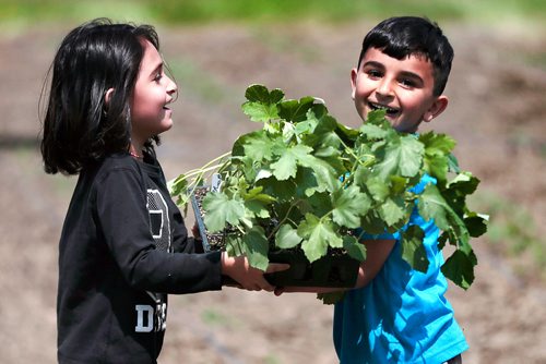 PHIL HOSSACK / WINNIPEG FREE PRESS - Roza Alsmoqi (left) and Birhat Elias carry a tray of seedlings to be planted at a Yazidi Community Garden near St Francis Xavier Tuesday afternoon. Carol Sanders story. - May 28, 2019.