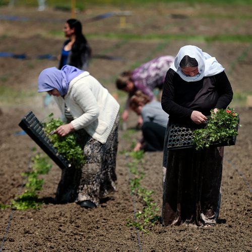 PHIL HOSSACK / WINNIPEG FREE PRESS - Rahlim Rafo (left) and Adol Alyas  drop seedlings into rows to be planted at a Yazidi Community Garden near St Francis Xavier Tuesday afternoon. Carol Sanders story. - May 28, 2019.