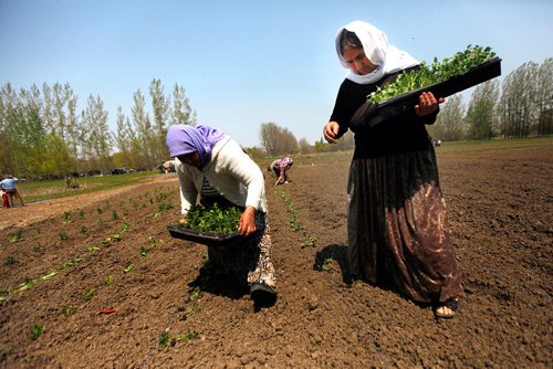 PHIL HOSSACK / WINNIPEG FREE PRESS - Rahlim Rafo (left) and Adol Alyas  drop seedlings into rows to be planted at a Yazidi Community Garden near St Francis Xavier Tuesday afternoon. Carol Sanders story. - May 28, 2019.