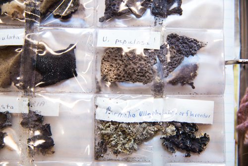 MIKAELA MACKENZIE / WINNIPEG FREE PRESS
A binder showing lichen-dyed wool samples that Margaret Ferguson researched on display at the Manitoba Crafts Museum and Library in Winnipeg on Thursday, May 30, 2019. The binder is part of a museum exhibit called the Women of the Manitoba Crafts Guild that runs now through to December. For Carol Sanders story.
Winnipeg Free Press 2019.