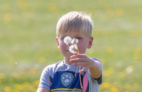 SASHA SEFTER / WINNIPEG FREE PRESS
Ben (5) collects dandelions and feathers in Marj Edey Park along the Harte Trail in Charleswood.
190530 - Thursday, May 30, 2019.