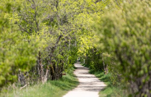 SASHA SEFTER / WINNIPEG FREE PRESS
A cyclist rides westbound through a tunnel of trees on the the Harte Trail in Charleswood. 
190530 - Thursday, May 30, 2019.