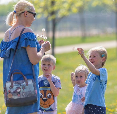 SASHA SEFTER / WINNIPEG FREE PRESS
Zita collects dandelions plucked by her children Ben (5) and  Letti (3) while daughter Tifani shows off a feather she found  in Marj Edey Park along the Harte Trail in Charleswood.
190530 - Thursday, May 30, 2019.