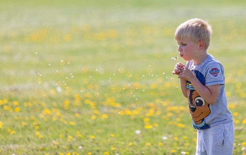 SASHA SEFTER / WINNIPEG FREE PRESS
Ben (5) blows dandelion seeds into the wind in Marj Edey Park along the Harte Trail in Charleswood.
190530 - Thursday, May 30, 2019.