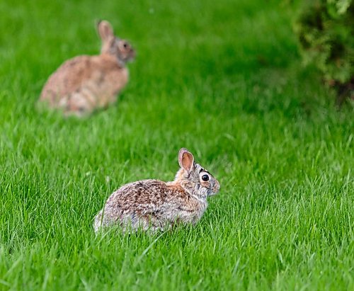 SASHA SEFTER / WINNIPEG FREE PRESS
A pair of Cottontail rabbits on the Yellow Ribbon Trail in St. James
190530 - Thursday, May 30, 2019.