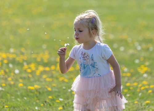 SASHA SEFTER / WINNIPEG FREE PRESS
Letti (3) blows dandelion seeds into the wind in Marj Edey Park along the Harte Trail in Charleswood.
190530 - Thursday, May 30, 2019.