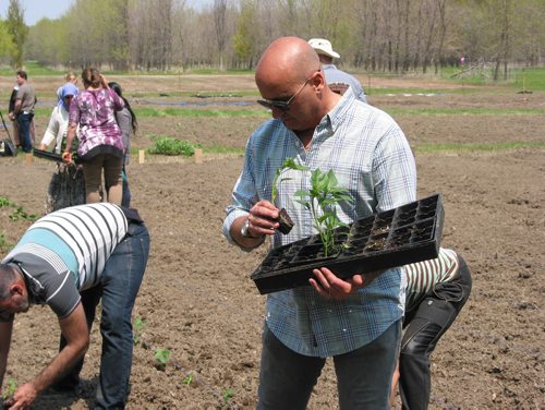 Canstar Community News May 28, 2019 - Michel Aziza with Operation Ezra is shown helping Yazidi newcomers plant vegetable seedlings on about three acres of donated land near the Assiniboine River in the RM of St. Francois Xavier. (ANDREA GEARY/CANSTAR COMMUNITY NEWS)