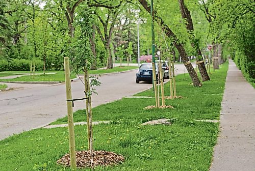Canstar Community News May 29, 2019 - The Friends of Peanut Park tree committee arranged for 70 trees to be planted on boulevards in River Heights. The pilot project supported by a $12,000 City of Winnipeg land dedication reserve grant combines community collaboration and expertise from the Urban Forestry branch to replant trees faster and cheaper than otherwise possible. An estimated 700 trees came down in the River Heights and Riverview neighbourhoods due to invasive species and disease. (DANIELLE DA SILVA/SOUWESTER/CANSTAR)