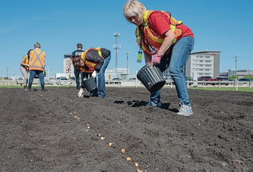 Canstar Community News Winnipeg Harvest kicked off its 2019 Grow-A-Row challenge on May 27 at the Winnipeg Airport Authority's garden plot. (EVA WASNEY/CANSTAR COMMUNITY NEWS/METRO)