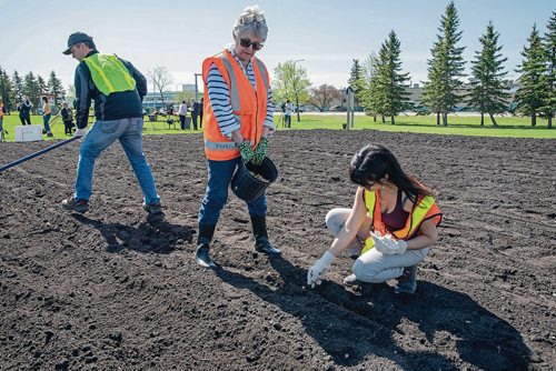 Canstar Community News Winnipeg Harvest kicked off its 2019 Grow-A-Row challenge on May 27 at the Winnipeg Airport Authority's garden plot. (EVA WASNEY/CANSTAR COMMUNITY NEWS/METRO)