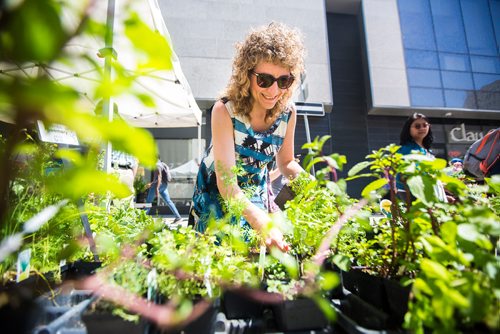 MIKAELA MACKENZIE / WINNIPEG FREE PRESS
Deb Mayers searches for the perfect mint plant at the first farmer's market of the year on Edmonton Street in downtown Winnipeg on Thursday, June 6, 2019. Standup.  
Winnipeg Free Press 2019.