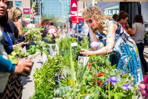 MIKAELA MACKENZIE / WINNIPEG FREE PRESS
Deb Mayers searches for the perfect mint plant at the first farmer's market of the year on Edmonton Street in downtown Winnipeg on Thursday, June 6, 2019. Standup.  
Winnipeg Free Press 2019.