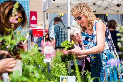 MIKAELA MACKENZIE / WINNIPEG FREE PRESS
Deb Mayers searches for the perfect mint plant at the first farmer's market of the year on Edmonton Street in downtown Winnipeg on Thursday, June 6, 2019. Standup.  
Winnipeg Free Press 2019.