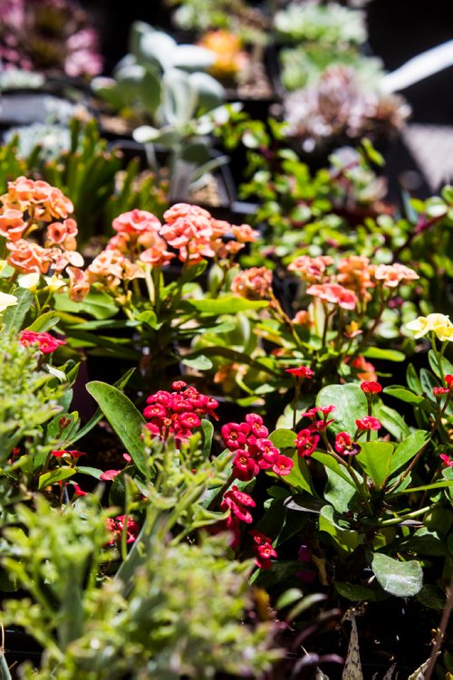 MIKAELA MACKENZIE / WINNIPEG FREE PRESS
Flowers at the first farmer's market of the year on Edmonton Street in downtown Winnipeg on Thursday, June 6, 2019. Standup.  
Winnipeg Free Press 2019.