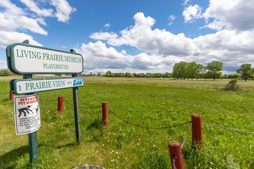 SASHA SEFTER / WINNIPEG FREE PRESS
The Living Prairie Museums 12 hectare tall grass prairie preserve will soon be home to a flock of sheep which will graze on the pastureland.
190609 - Sunday, June 09, 2019.