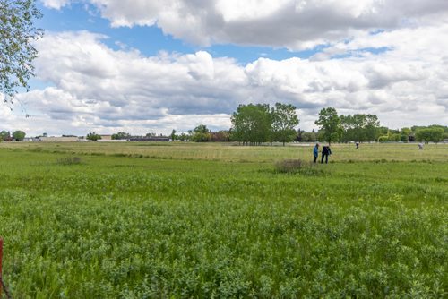 SASHA SEFTER / WINNIPEG FREE PRESS
The Living Prairie Museums 12 hectare tall grass prairie preserve will soon be home to a flock of sheep which will graze on the pastureland.
190609 - Sunday, June 09, 2019.