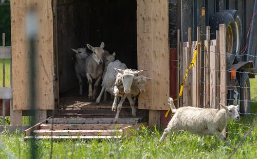 SASHA SEFTER / WINNIPEG FREE PRESS
A flock of sheep get aquatinted with their new home as The Living Prairie Museum launches a pilot program aimed at testing the feasibility of using grazing sheep as a means of vegetation management.
190610 - Monday, June 10, 2019.