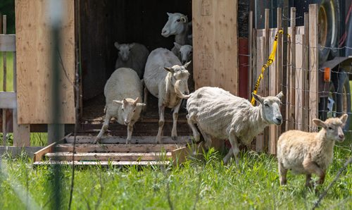 SASHA SEFTER / WINNIPEG FREE PRESS
A flock of sheep get aquatinted with their new home as The Living Prairie Museum launches a pilot program aimed at testing the feasibility of using grazing sheep as a means of vegetation management.
190610 - Monday, June 10, 2019.