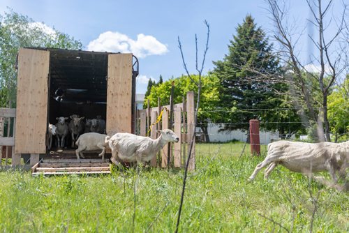 SASHA SEFTER / WINNIPEG FREE PRESS
A flock of sheep get aquatinted with their new home as The Living Prairie Museum launches a pilot program aimed at testing the feasibility of using grazing sheep as a means of vegetation management.
190610 - Monday, June 10, 2019.