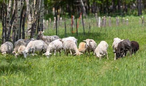 SASHA SEFTER / WINNIPEG FREE PRESS
A flock of sheep get aquatinted with their new home as The Living Prairie Museum launches a pilot program aimed at testing the feasibility of using grazing sheep as a means of vegetation management.
190610 - Monday, June 10, 2019.