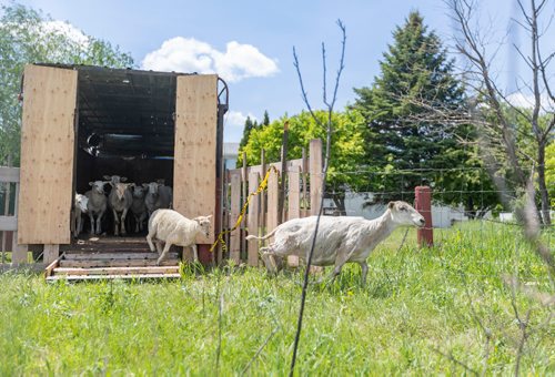 SASHA SEFTER / WINNIPEG FREE PRESS
A flock of sheep get aquatinted with their new home as The Living Prairie Museum launches a pilot program aimed at testing the feasibility of using grazing sheep as a means of vegetation management.
190610 - Monday, June 10, 2019.