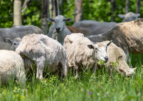 SASHA SEFTER / WINNIPEG FREE PRESS
A flock of sheep get aquatinted with their new home as The Living Prairie Museum launches a pilot program aimed at testing the feasibility of using grazing sheep as a means of vegetation management.
190610 - Monday, June 10, 2019.