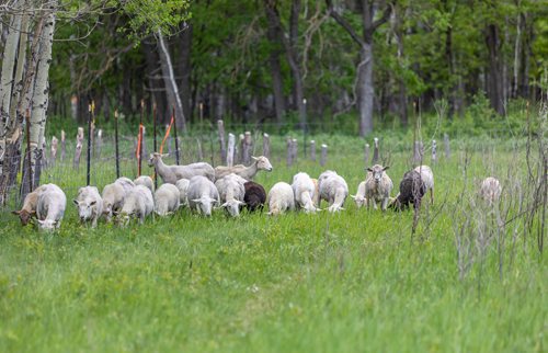 SASHA SEFTER / WINNIPEG FREE PRESS
A flock of sheep get aquatinted with their new home as The Living Prairie Museum launches a pilot program aimed at testing the feasibility of using grazing sheep as a means of vegetation management.
190610 - Monday, June 10, 2019.