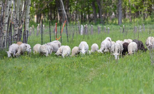 SASHA SEFTER / WINNIPEG FREE PRESS
A flock of sheep get aquatinted with their new home as The Living Prairie Museum launches a pilot program aimed at testing the feasibility of using grazing sheep as a means of vegetation management.
190610 - Monday, June 10, 2019.