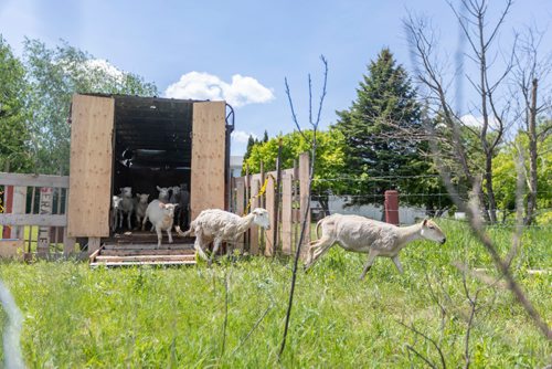 SASHA SEFTER / WINNIPEG FREE PRESS
A flock of sheep get aquatinted with their new home as The Living Prairie Museum launches a pilot program aimed at testing the feasibility of using grazing sheep as a means of vegetation management.
190610 - Monday, June 10, 2019.