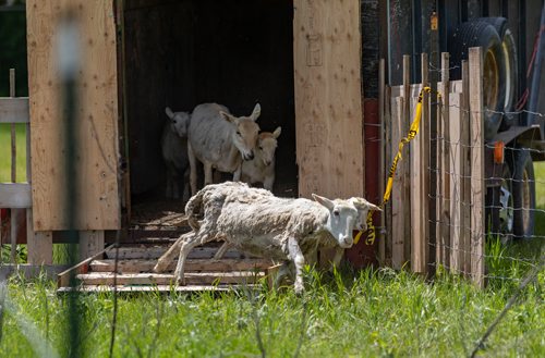 SASHA SEFTER / WINNIPEG FREE PRESS
A flock of sheep get aquatinted with their new home as The Living Prairie Museum launches a pilot program aimed at testing the feasibility of using grazing sheep as a means of vegetation management.
190610 - Monday, June 10, 2019.