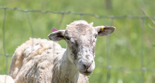 SASHA SEFTER / WINNIPEG FREE PRESS
A flock of sheep get aquatinted with their new home as The Living Prairie Museum launches a pilot program aimed at testing the feasibility of using grazing sheep as a means of vegetation management.
190610 - Monday, June 10, 2019.