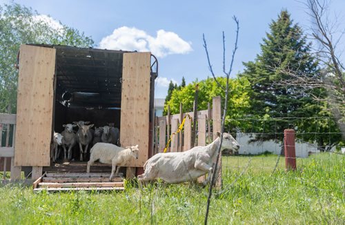 SASHA SEFTER / WINNIPEG FREE PRESS
A flock of sheep get aquatinted with their new home as The Living Prairie Museum launches a pilot program aimed at testing the feasibility of using grazing sheep as a means of vegetation management.
190610 - Monday, June 10, 2019.