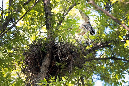 PHIL HOSSACK / WINNIPEG FREE PRESS - A Cooper's Hawk comes and goes from it's nest along Ravelston ave Monday afternoon. Protective of it's nest there was a run in with a school girl earlier in the day, See Carol Sander's story.   - June 10, 2019. 

