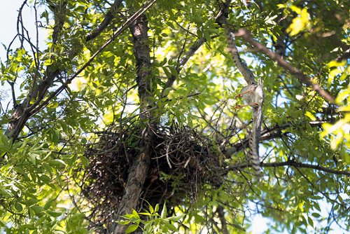 PHIL HOSSACK / WINNIPEG FREE PRESS - A Cooper's Hawk comes and goes from it's nest along Ravelston ave Monday afternoon. Protective of it's nest there was a run in with a school girl earlier in the day, See Carol Sander's story.   - June 10, 2019. 
