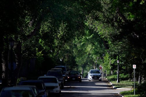 PHIL HOSSACK / WINNIPEG FREE PRESS -for 49.8   A typical Canopy over Etehelbert Street...49.9 See story. - June 10, 2019.