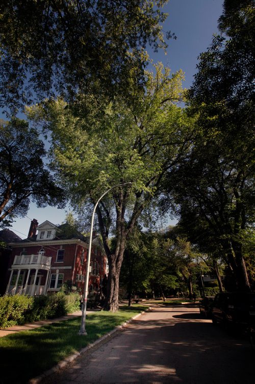 PHIL HOSSACK / WINNIPEG FREE PRESS - for 49.8 Cities Best Elm apparently on Palmerston at Wolseley. - June 10, 2019.